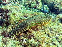 CMGV0022 Holothuria hilla.jpg