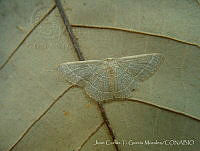 JCGM04016 Pleuroprucha insulsaria.jpg