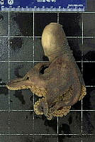 KT014 0110 Octopus hubbsorum (2).jpg