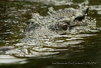 IMDOC0981 Crocodylus acutus.jpg