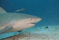 CNS1267 Carcharhinus leucas.jpg