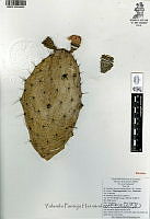 YPH2321 Opuntia hyptiacantha.jpg