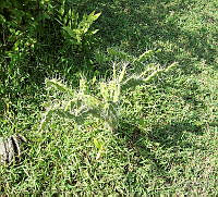 JF11 Opuntia stricta.jpg