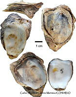KT014 0345 Saccostrea palmula.JPG
