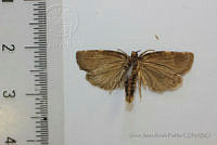 VJAP003 Choristoneura fumiferana.jpg