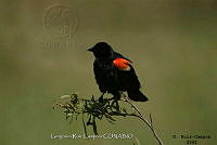 GRC0001 Agelaius phoeniceus.jpg