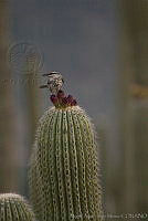 MASM00743 Campylorhynchus jocosus.jpg