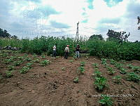 SG002 0285 Cucurbita pepo.jpg