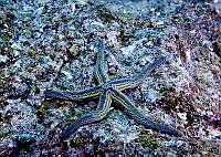 CNS1093 Pharia pyramidata.jpg