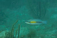 IDG1520 Scarus iseri.jpg