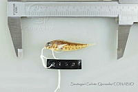 SGQ1388 Malacoctenus costaricanus.jpg