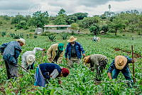FE 001 Cosechando.jpg