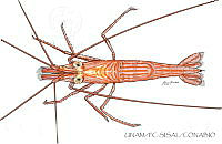 UNAM_FC-SISAL-0083 Lysmata wudermanni.jpg