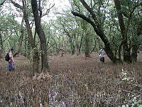 MBM003 Avicennia germinans.jpg