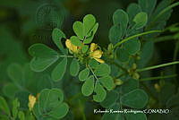 RRR0835 Senna obtusifolia.jpg