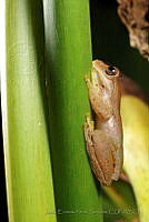 JEPS024 Ptychohyla euthysanota.jpg