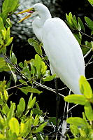 PC0003 Ardea alba.jpg