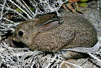 ACR0051 Sylvilagus bachmani ssp. cerrosensis.JPG