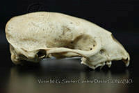 VMS-CD0309 Conepatus leuconotus.JPG