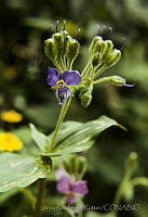 1153 Tinantia erecta.jpg