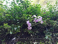 LCF0474 Lycianthes rantonnetii.JPG