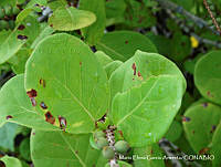 MEGA 0631 Coccoloba goldmanii.JPG