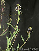 PTL0897 Lepidium schaffneri.jpg