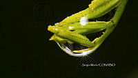 SM0064 Gotas de agua.jpg