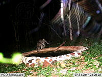 MAGB 0323 Leopardus pardalis.JPG