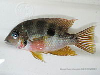 JPM035 Thorichthys maculipinnis.jpg