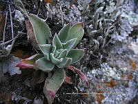 CAGM 0014 Echeveria paniculata.jpg