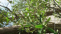 UM002 S0012 Avicennia germinans.jpg