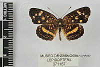 JF018 0556 Anthanassa frisia tulcis.jpg