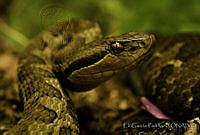 EGP0111 Cerrophidion godmani.jpg