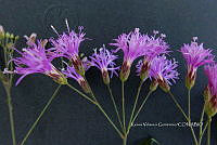 Yolox 3167 Vernonia cronquistii.jpg