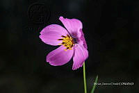 Zautla 0774 Cosmos bipinnatus.jpg