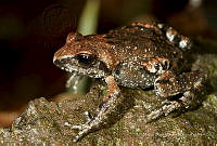 MASM07233 Eleutherodactylus grandis.jpg