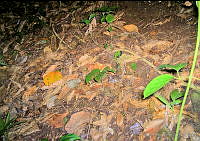 ILT0031 Heteromys pictus.jpg