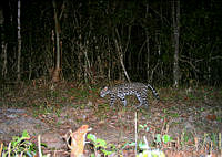 MALB0005 Leopardus pardalis.jpg