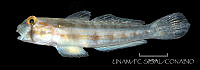 UNAM_FC-SISAL-0574 Gnatholepis thompsoni.jpg