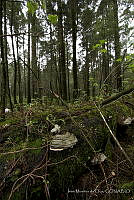 IMDOC0317 Fungi.jpg