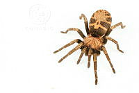 MASM07919 Davus pentaloris.jpg