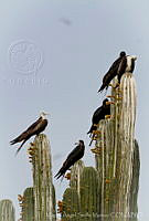 MASM05736 Fregata magnificens.jpg