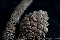 MASM03197 Pinus caribaea ssp. hondurensis.jpg