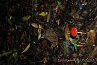 DK0773 Amanita sp..jpg