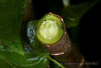 FJRS0150 Jatropha gaumerii.jpg