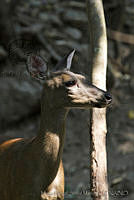 MASM04992 Mazama americana.jpg