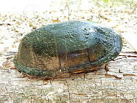 AMVDH 0241 Kinosternon integrum.JPG