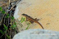 SADR0014 Sceloporus variabilis.jpg