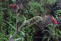 ALM022 Cirsium ehrenbergii.jpg